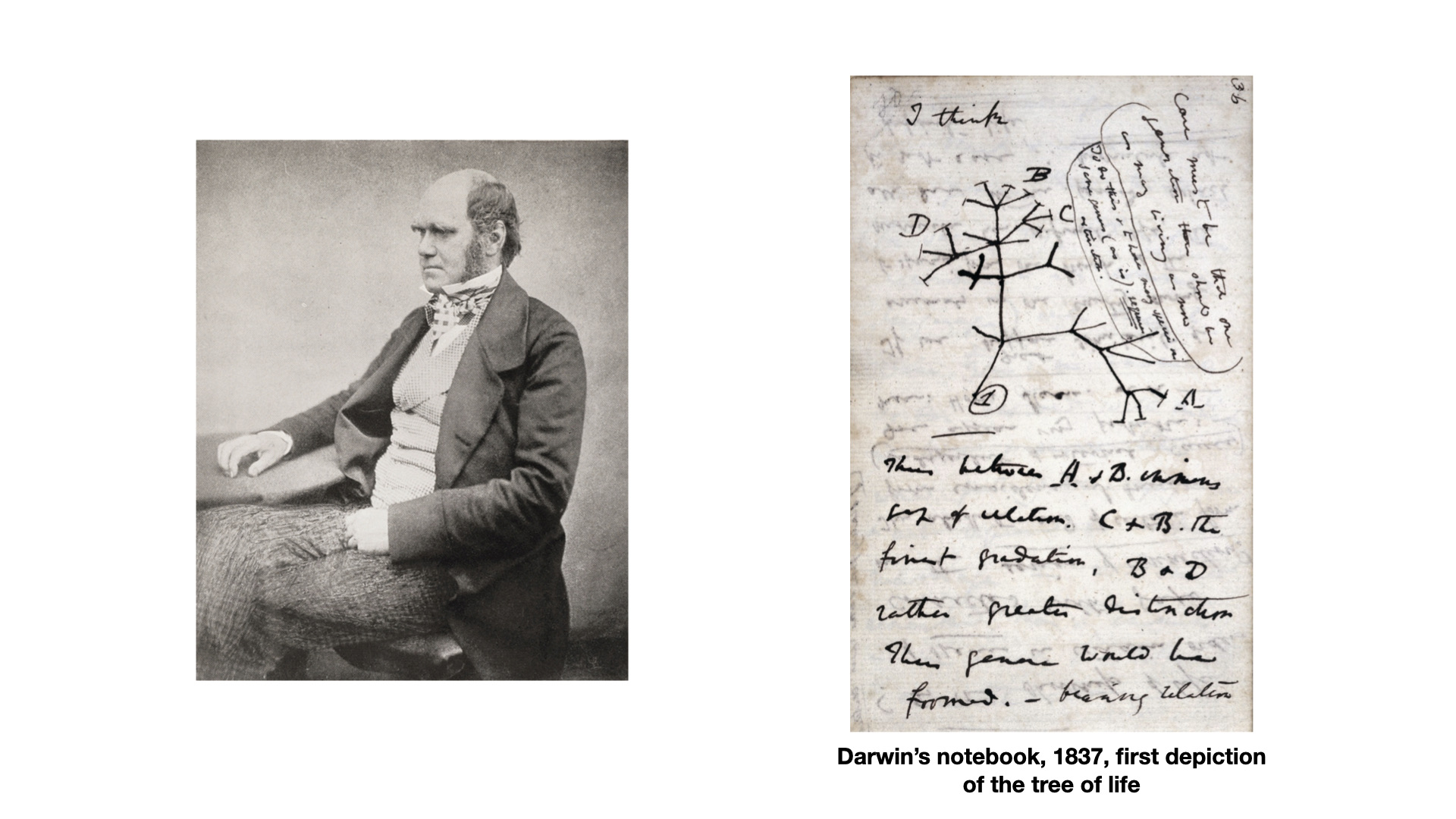 Slide: Charles Darwin and his notebook sketch of the tree of life